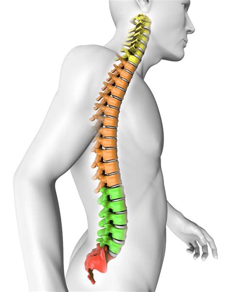 All Spine Conditions Doctor Written And Reviewed Back Pain Information