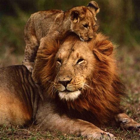 Animal Life Lions
