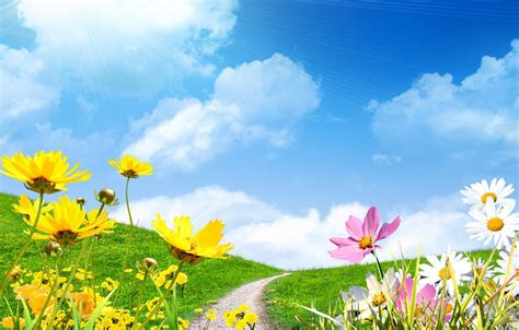 Wallpaper Field The Sky The Sun Chamomile Spring Spring Flowers