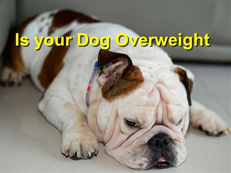 Is Your Dog Overweight Emergency Animal Care Braselton