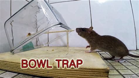 Bowl Mouse Trap Youtube