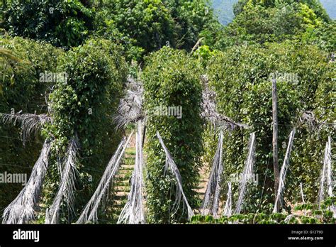 Peppercorn Plants At Farm In Cambodia Stock Photo Alamy