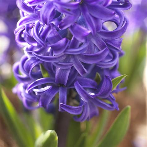 Descubra 48 Kuva Fleur A Bulbe Violette Thptnganamst Edu Vn