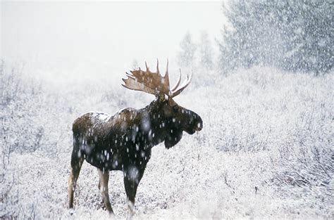 Bull Moose In Snow Photograph By Ken M Johns