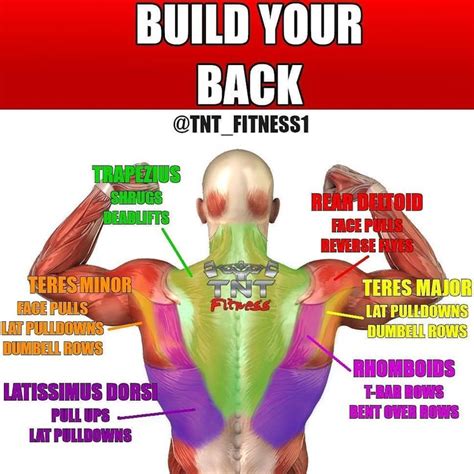 Build Your Back By Tntfitness1 Build Muscle Latissimus Dorsi