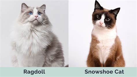 Ragdoll Vs Snowshoe Cat Differences Explained With Pictures Hepper