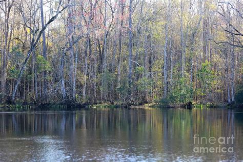 Reflection In Winter Swamp Photograph By Carol Groenen Fine Art America