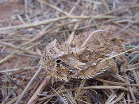 The Horned Lizard A Very Unique And Interesting Reptile Hubpages