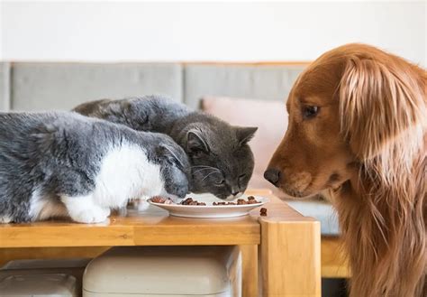 Can Dogs Eat Cat Food The Dietary Differences Of Dogs And Cats