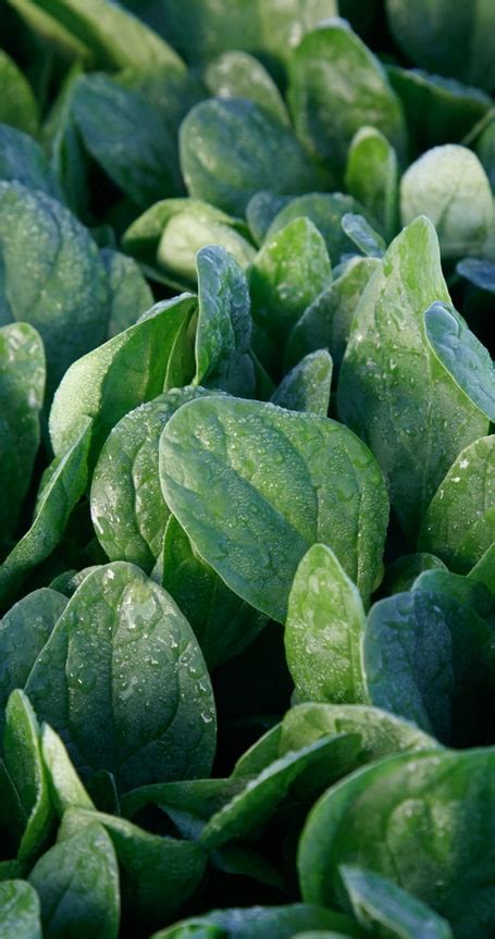 Lakeside Hybrid Spinach Seeds — Seeds N Such