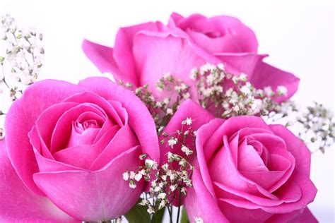 Beautiful Pink Rose Flowers Hd Wallpapers Download Free Mock Up