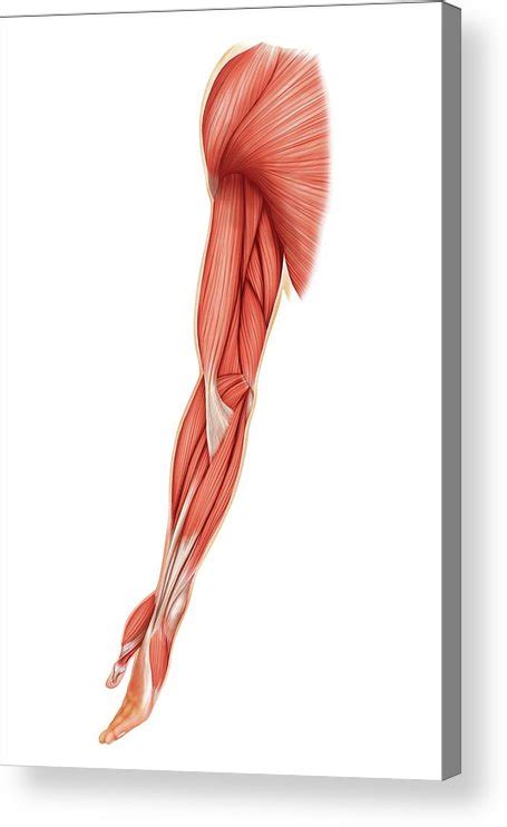 Muscles Of Upper Limb Acrylic Print By Asklepios Medical Atlas Pixels