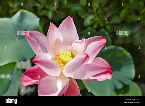 Lotus Flower Scientific Name Nelumbo Nucifera Bangkok Thailand