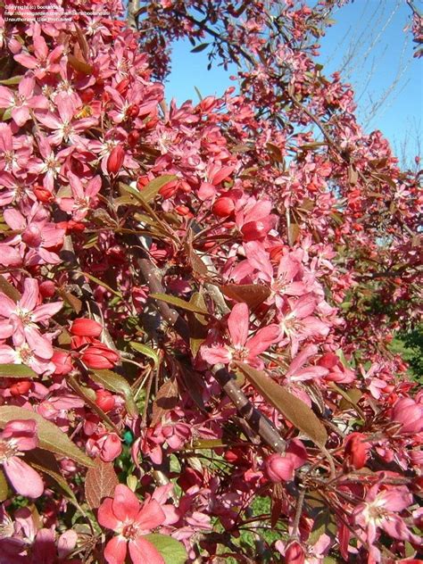 Plantfiles Pictures Weeping Crabapple Echtermeyer Malus By Bootandall