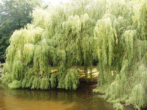Weeping Willow Tree Along The Banks Of The River Thames Photo Taken