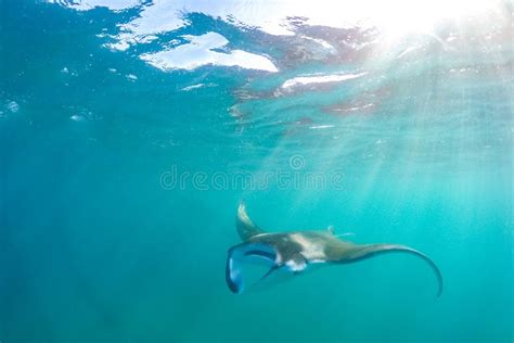 Beautiful Manta Ray Flying Underwater In Sunlight In The Blue Sea Stock