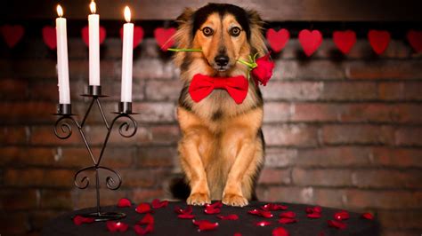 Cute Dog With Red Rose Rose Petals And Candles 1920x1080 Wide