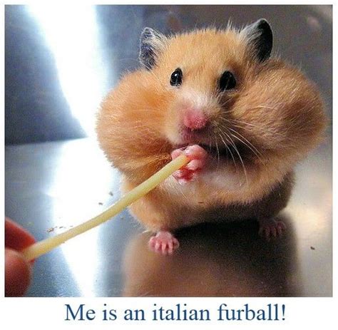 Spaghetti Eating Hamster Funny Hamsters Funny Dogs Cute Animals With