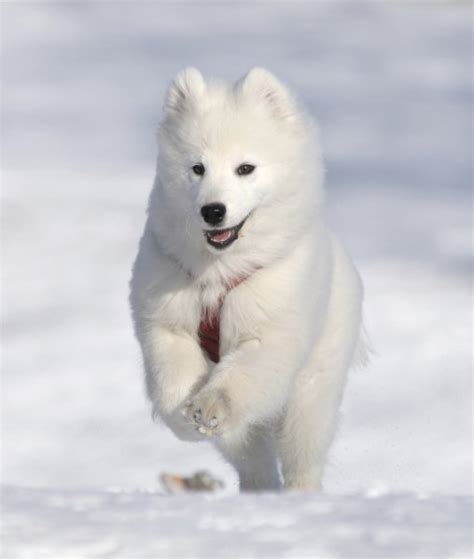10 Dog Breeds Built For Snow Samoyed