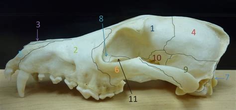 Canine Skull Bones L Lateral View Diagram Quizlet