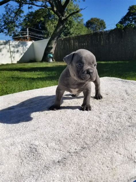 Beautiful bully puppies for sale litter of 5. American Bully Puppies For Sale | Long Island, NY #246854