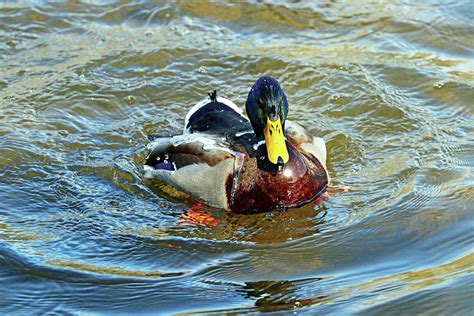 Water Off A Duck S Back I Photograph By Debbie Oppermann Pixels