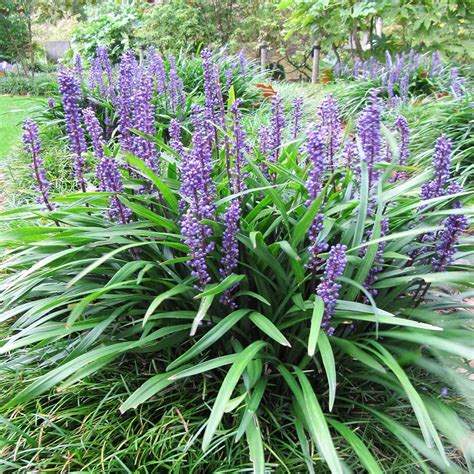 Liriope Muscari Majestic Vivace Couvre Sol Persistante à Feuilles