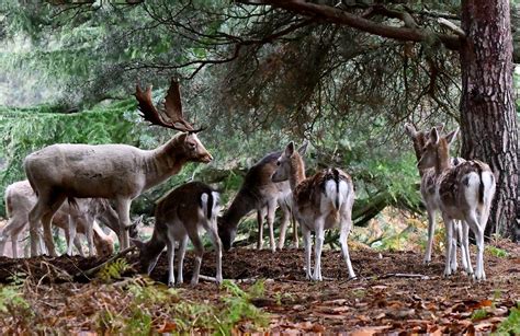 Fallow Deer At Knole Park Sevenoaks One More Shot Rog Flickr