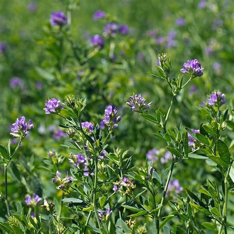 Vernal Alfalfa Seeds Medicago Sativa American Meadows