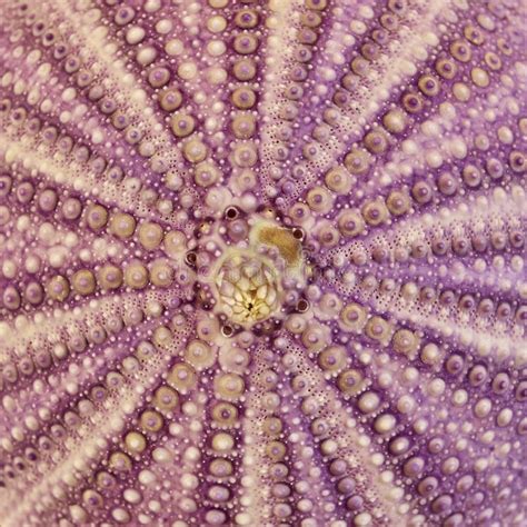 Sea Urchin Closeup Stock Photo Image Of Nature Detail 33013482