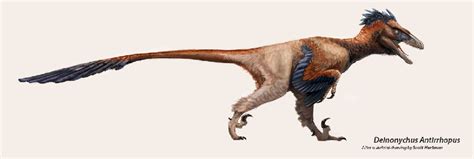 Deinonychus Pictures And Facts The Dinosaur Database