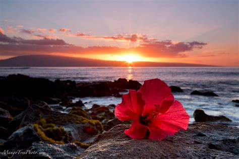 Best 39 Hibiscus On Beach Wallpapers On Hipwallpaper Beautiful Beach Wallpaper Beach