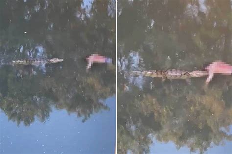 murder probe scuppered after alligator makes off with dead body found floating in river