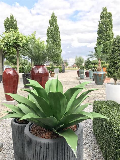 Outdoor Artificial Agave Plant Year Colour Guarantee Leopoldflora