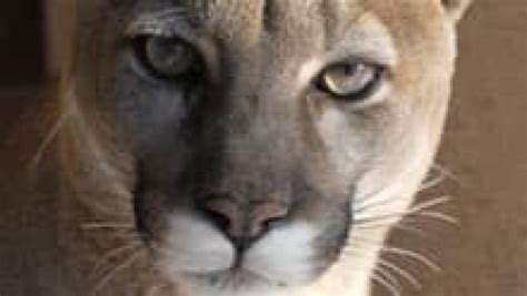 Eastern Cougar Declared Extinct Says Us Fish And Wildlife Service