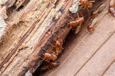 Comment Se D Barrasser Des Termites Dans Un Arbre Conseils Jardiniers The Best Porn Website