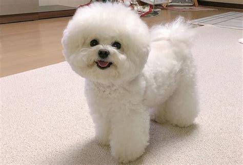 Bichon Frise Dog Breed Info Pictures Traits And Facts