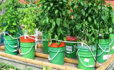 If these do as well as i think, i may add stakes inside the cages so. A 5-Gallon Bucket Garden | Vom Amaris K9