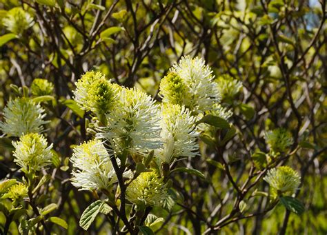 Free Images Tree Branch Blossom Stem Leaf Flower Petal Bloom