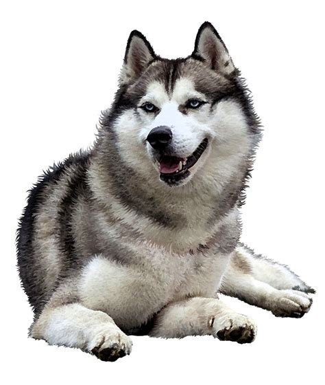 Pin By Jennifer Holmes On Husky Clipart In 2020 Animals Images