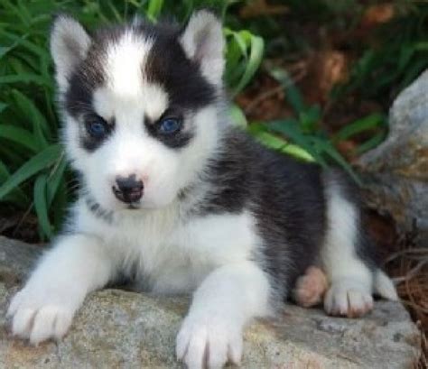Puppies are 6 weeks old, and have had all their inoculations and. AKC Siberian Husky puppies available for sale Offer