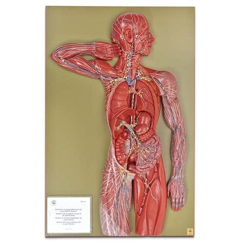 Somso® Human Lymphatic System Model Carolina Biological Supply
