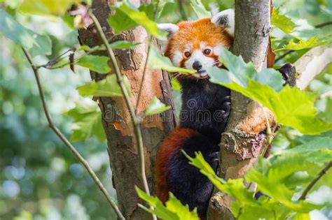 Red Panda Lying On The Tree With Green Leaves Cute Panda Bear In