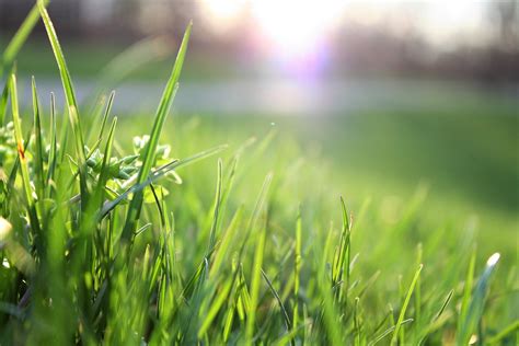 Macro Shot Of Grass Field · Free Stock Photo