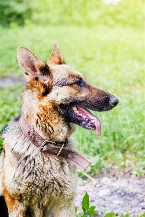 523 German Shepherd Back Photos Free And Royalty Free Stock Photos From