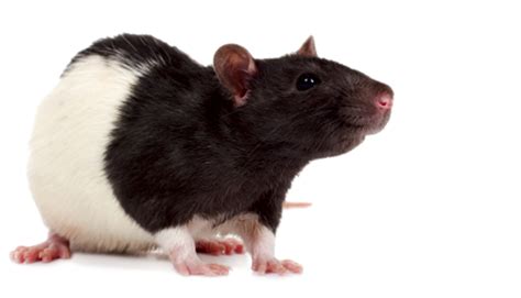 Rat Mouse Png Transparent Rat Mousepng Images Pluspng