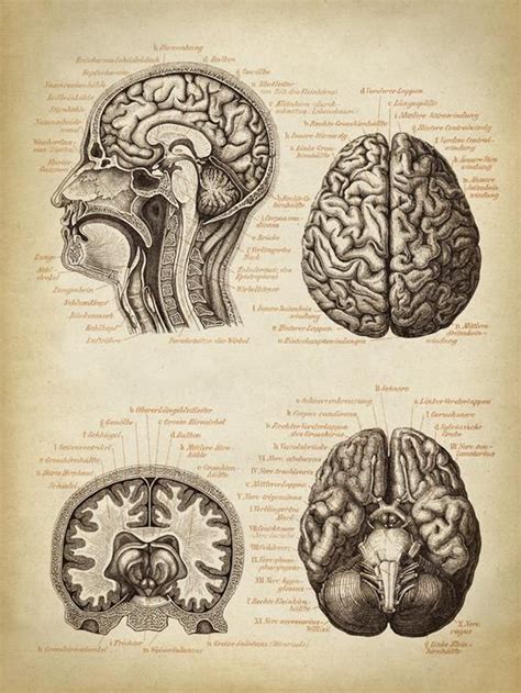 Brain Anatomy Poster Brain Chart Scientific Illustration Etsy