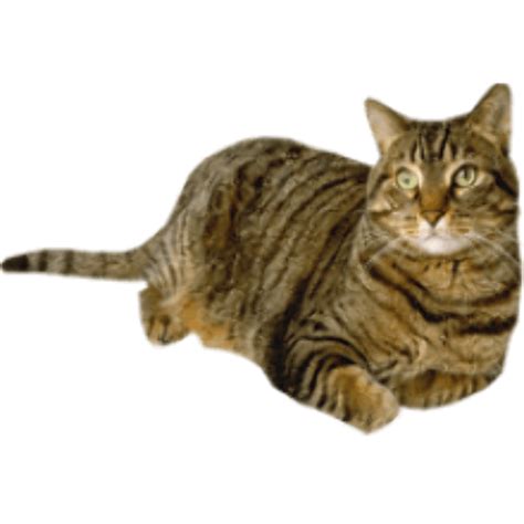 Download High Quality Cat Transparent Tabby Transparent Png Images