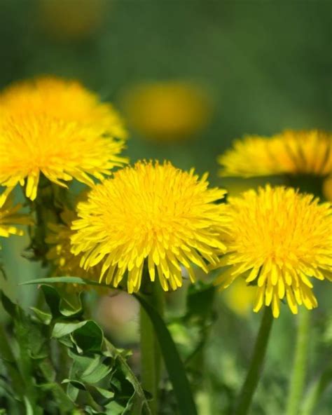 Dandelion A Foraging Guide To Its Food Medicine And Other Uses