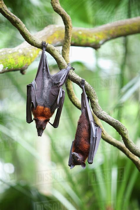 Two Flying Fox Bats Hang Upside Down From A Tree Branch At The